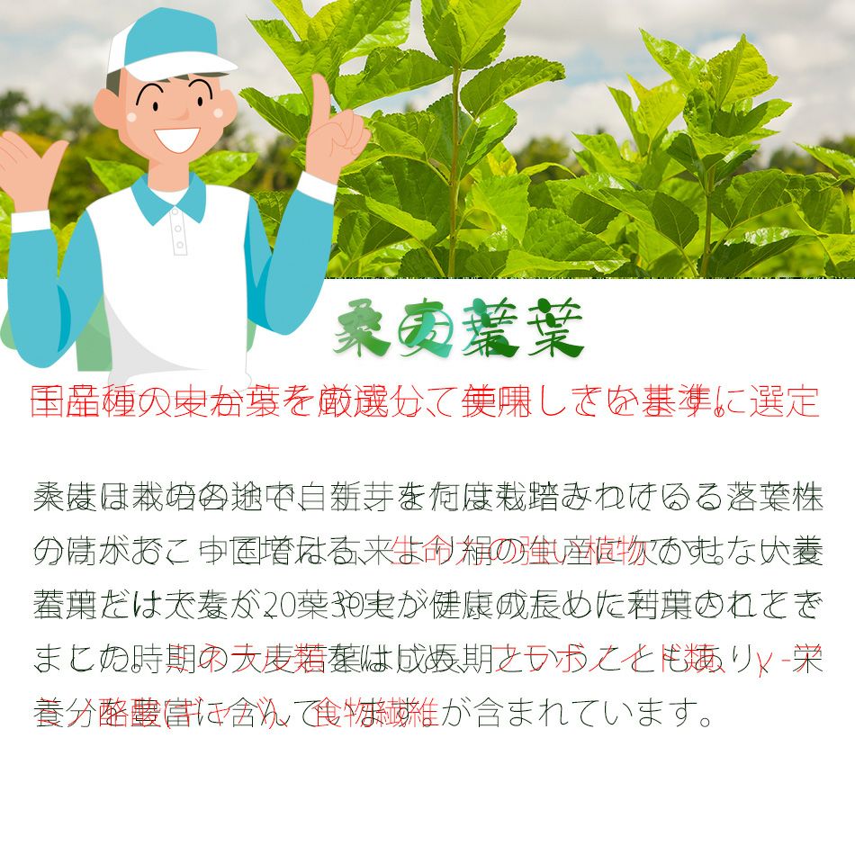 協和の桑の葉青汁　3g×30袋 【協和薬品】3