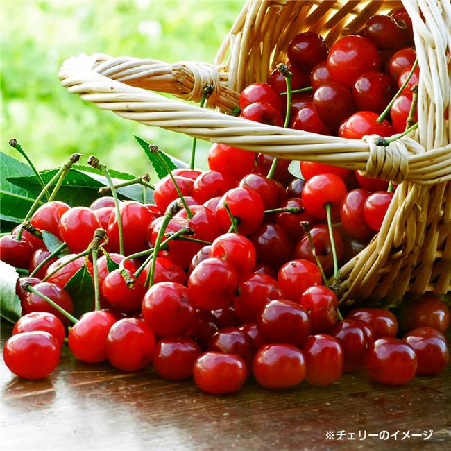 タルトチェリージュース　500ml 　【パーフェクト】3