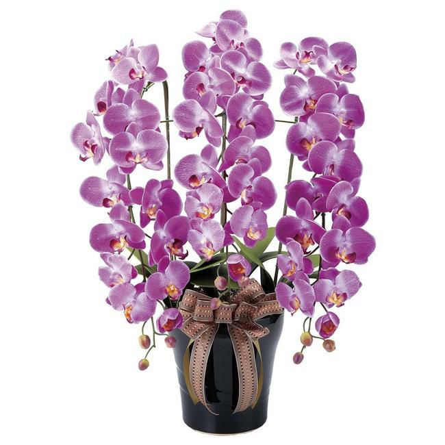 光の楽園(2024年版)　ロイヤル胡蝶蘭W/AB　品番：311A200　高さ：80cm　【アートクリエイション】1