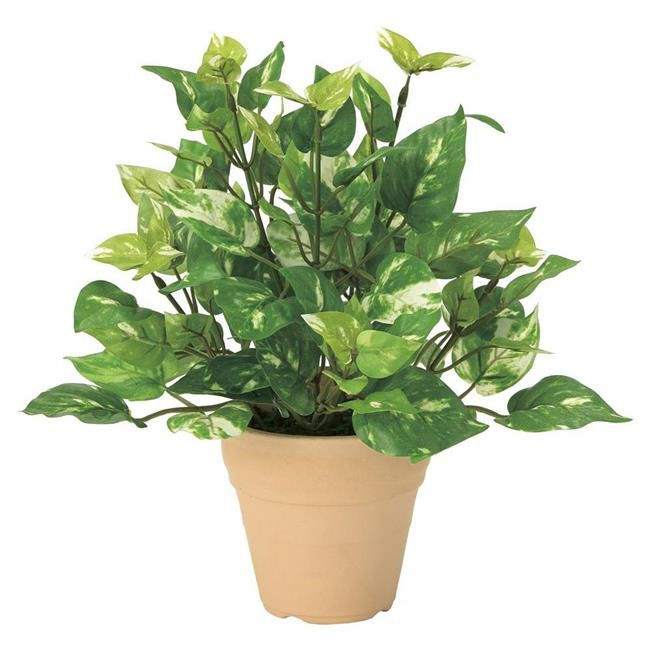 光の楽園(2024年版)　ポトス　品番：261A25　高さ：25cm　【アートクリエイション】1