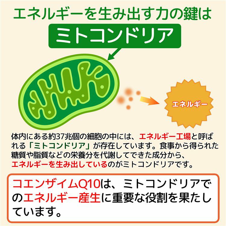 コエンザイムQ10は、体内のエネルギー工場と呼ばれる「ミトコンドリア」で活躍する重要な物質です。また抗酸化作用が高いことでも知られています。